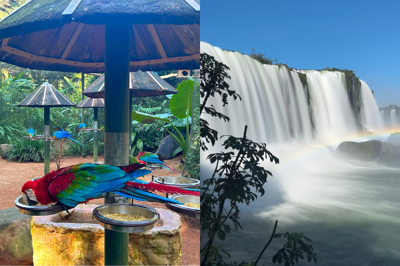 Araras no parque das aves em Foz do Iguaçu e das Cataratas do iguaçu